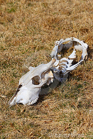 white-dead-animals.