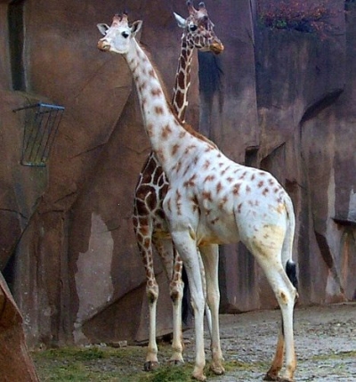 white-giraffe.