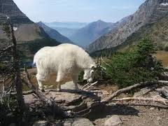 white-goat.