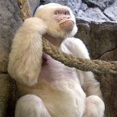 white-gorilla.