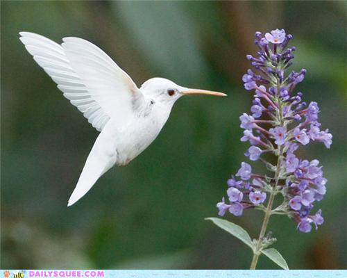white-hummingbird[1].