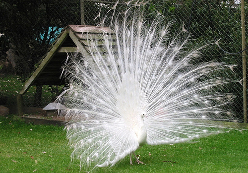 white-peacock.
