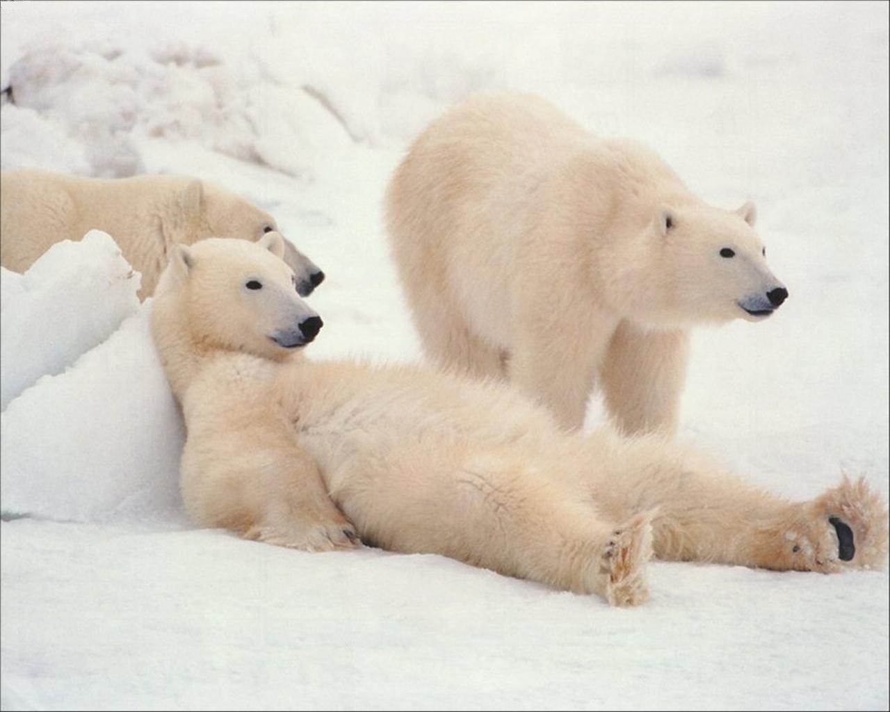 white-polar-bears.