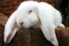 white-rabbit.