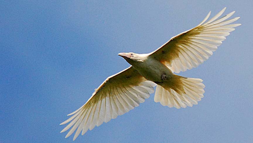 white-raven-1.