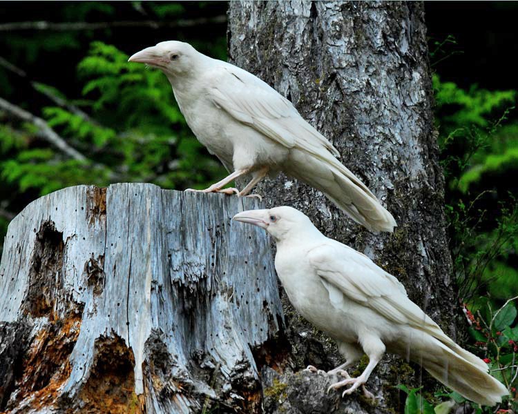 white-raven5.
