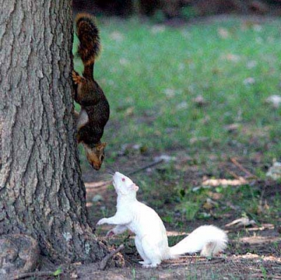 white-squirrel.