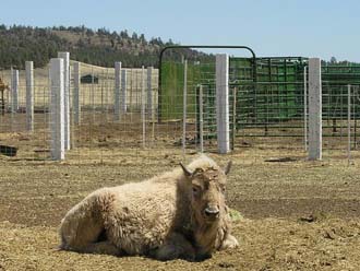 White_Buffalo_Cow_000.