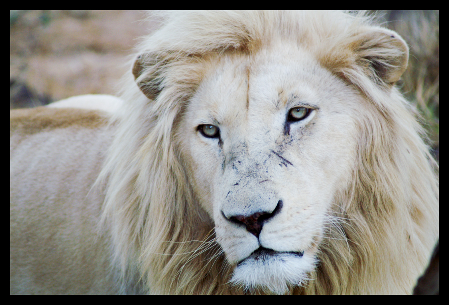 White_Lion_by_C_Puff.