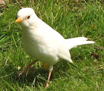 whiteblackbird112.