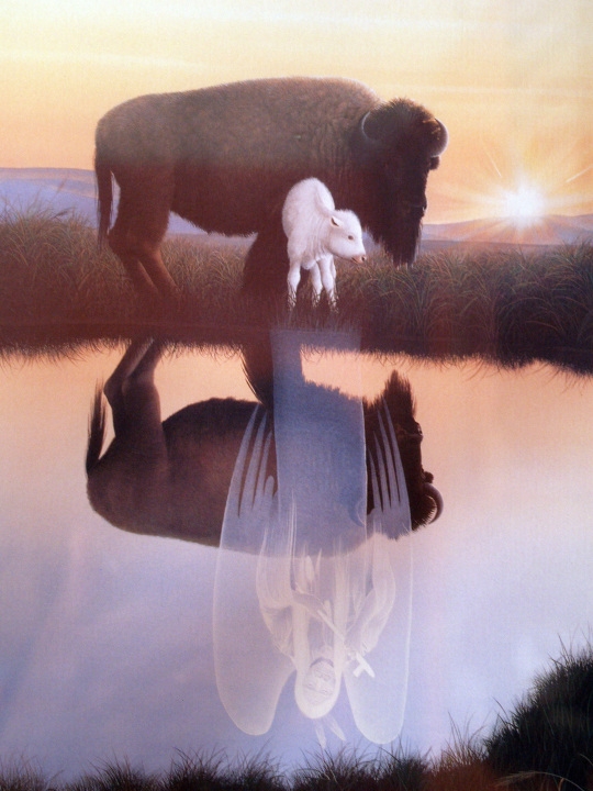 WhiteBuffalo.