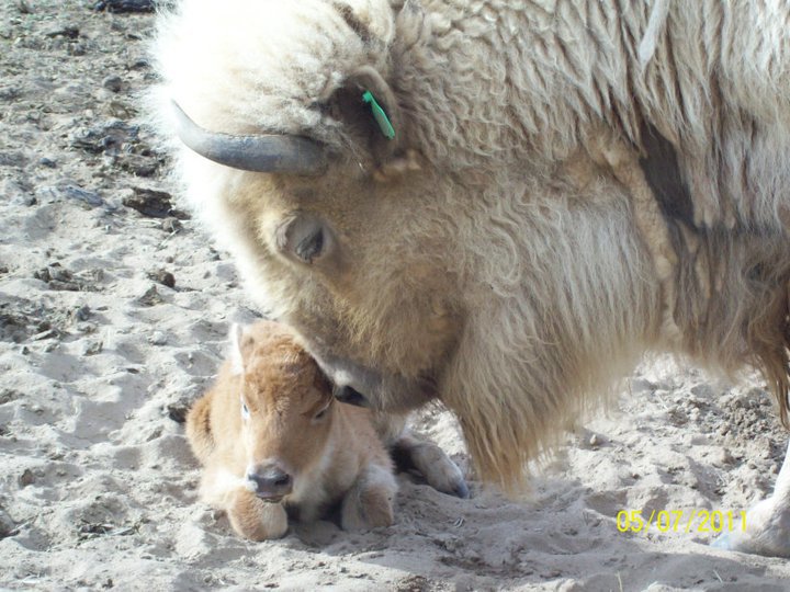 whitebuffalo.