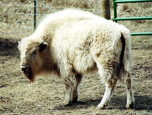 WhiteBuffalo.