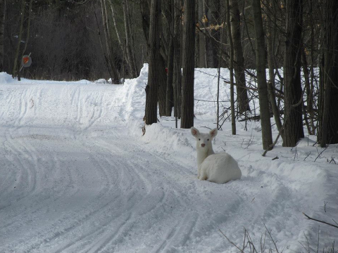 whitedeer.