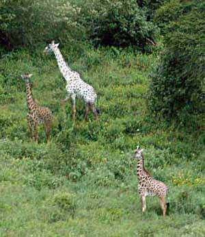 whitegiraffe905.