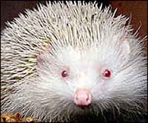 whitehedgehog.