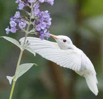 whitehummingbird.