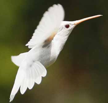 whitehummingbird2.