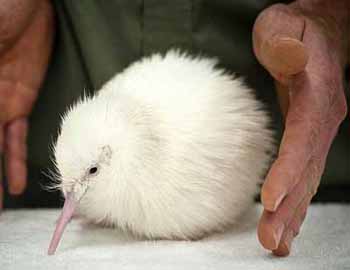 whitekiwi1211.