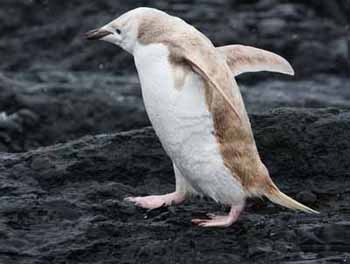 whitepenguin112.