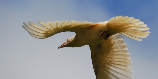 whiteraven_mikeyip-600x300.