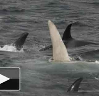 whitewhale308.