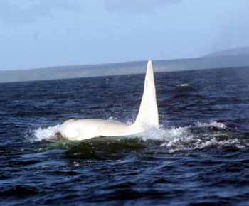 whitewhale412.