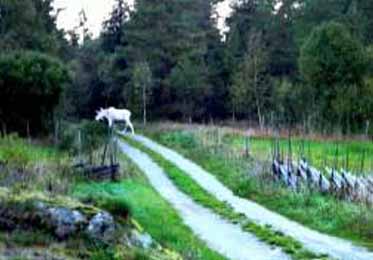 whmoose1006.