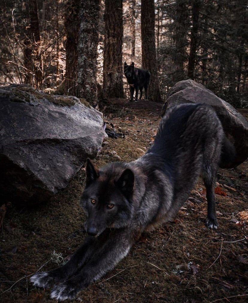 wolves.