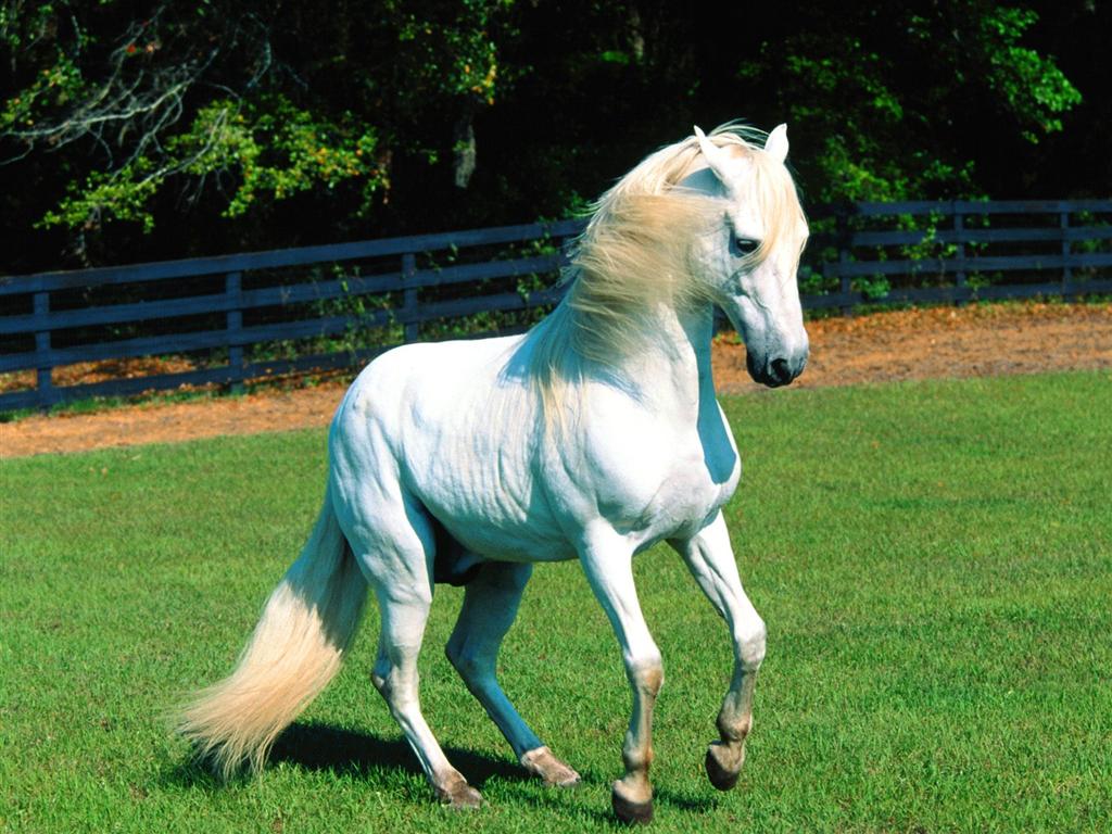 ws_white_horse.