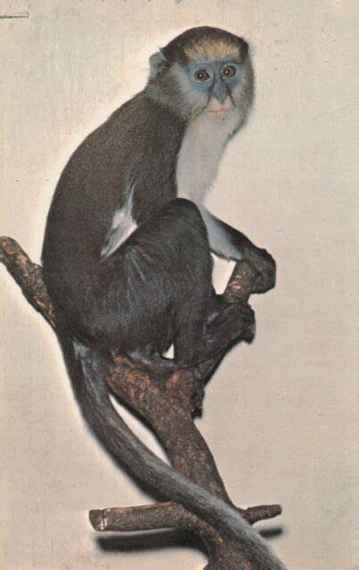 zoo1.