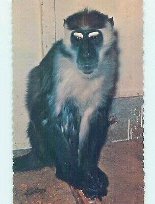 zoo2.